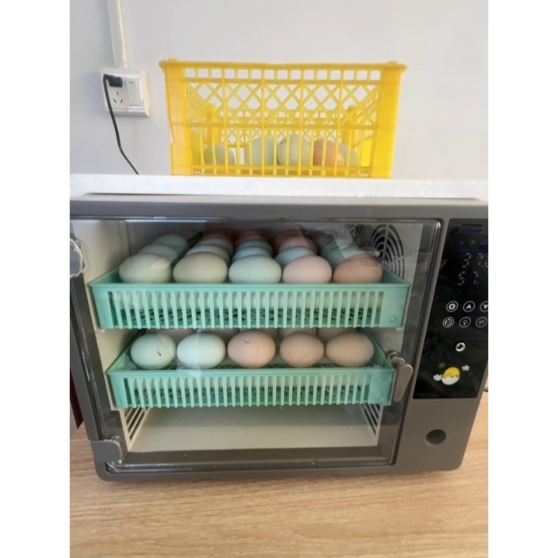Fabrieksdirect 2026 Volautomat - Quail Egg Incubator recensie en prijs