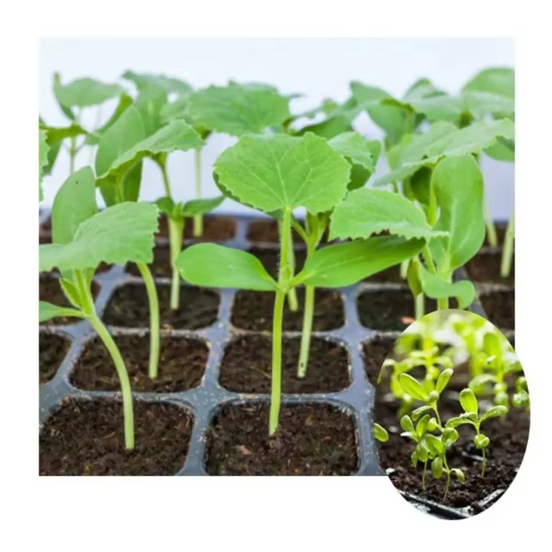 Automatische plug tray zaaimac - Nursery Plug Tray recensie en prijs